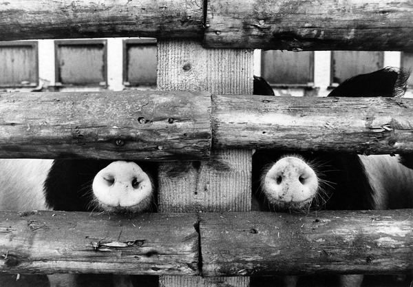 Snortin’ Horton – Bergen-Enkheim, 1990 Schweine im Pirk.jpg